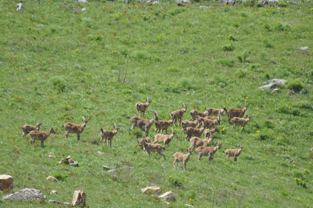 Munzur Dağı'nın zirvesinde Bezuvar dağ keçileri