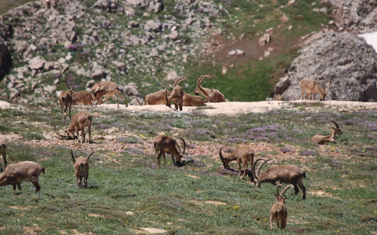 Munzur Dağı'nın zirvesinde Bezuvar dağ keçileri