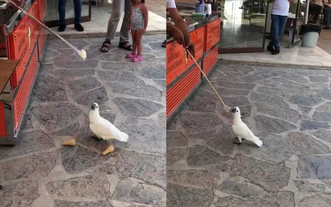 Denizli'de papağanın dondurma ile imtihanı kamerada