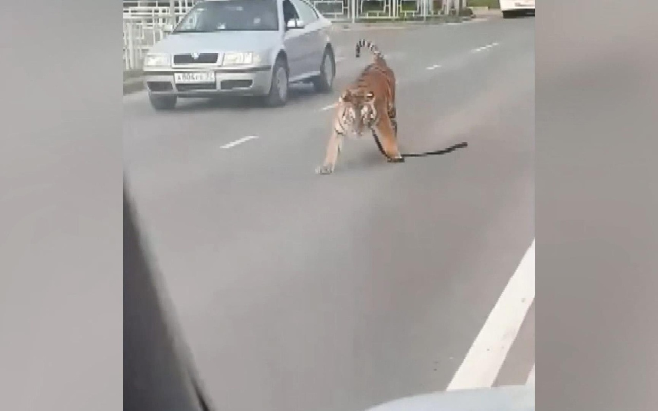 Rusya’da akılalmaz olay Kaplan otomobilden atladı