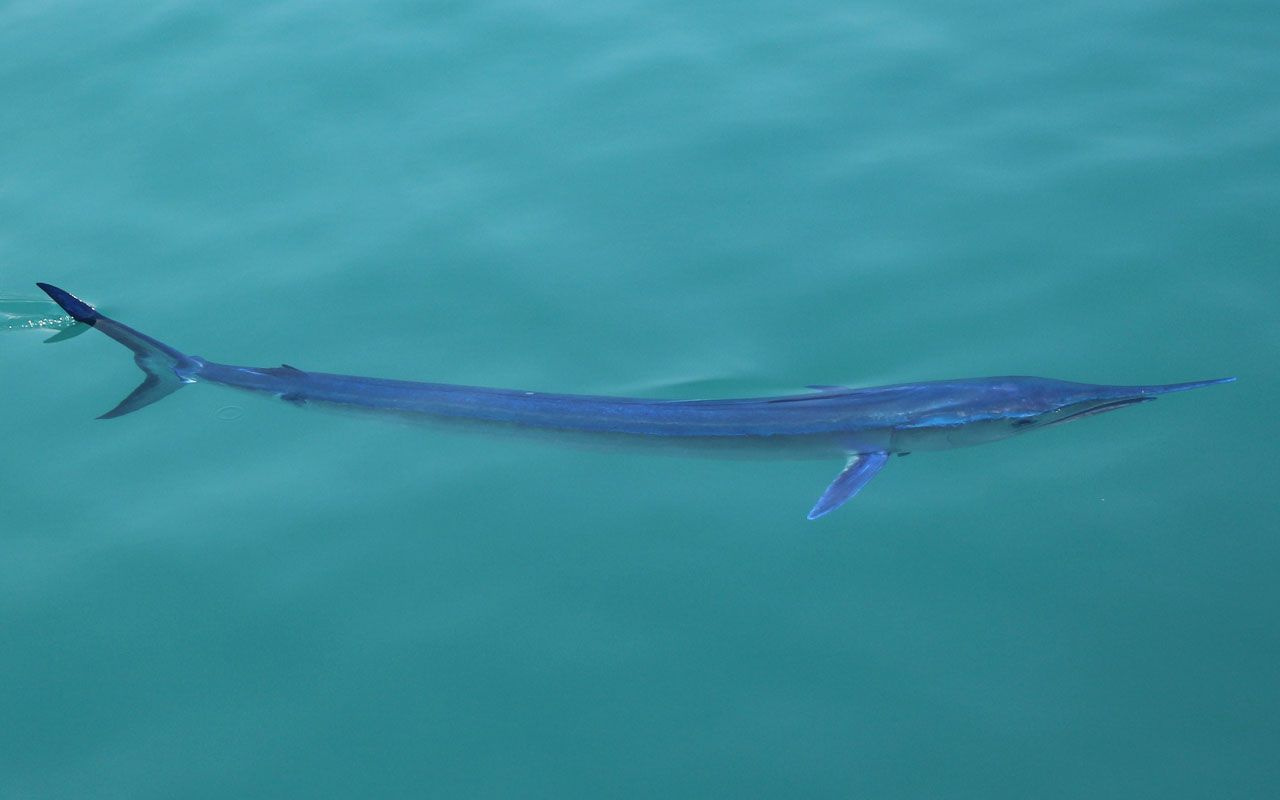 Mavi yelken balığı Antalya Kemer'de görüntülendi! Dünyanın en hızlısı