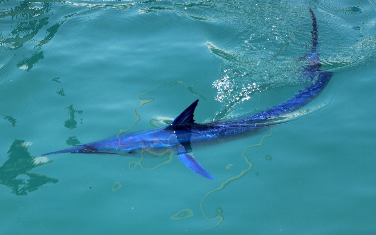 Mavi yelken balığı Antalya Kemer'de görüntülendi! Dünyanın en hızlısı