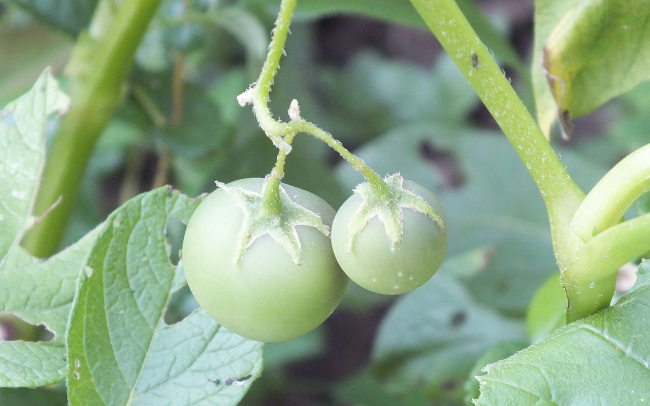 Bilecik'te ekilen patatesleri içinden domates çıktı