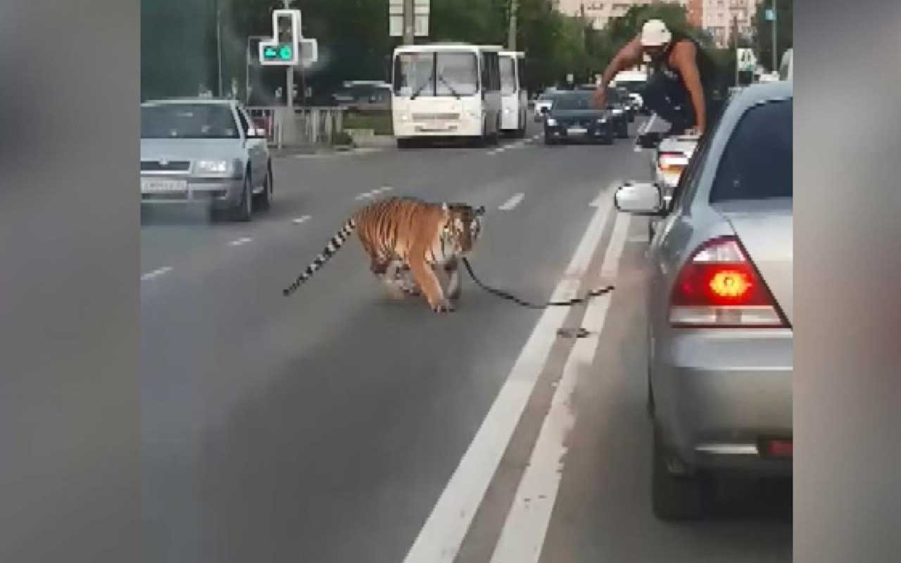 Rusya’da akılalmaz olay!Kaplan otomobilden böyle atladı