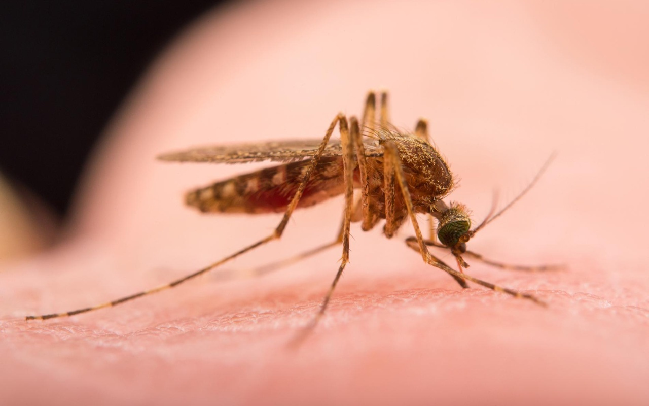 Sivrisinekler İstanbul'da endişe yarattı! Batı Nil Virüsü salgını belirtileri