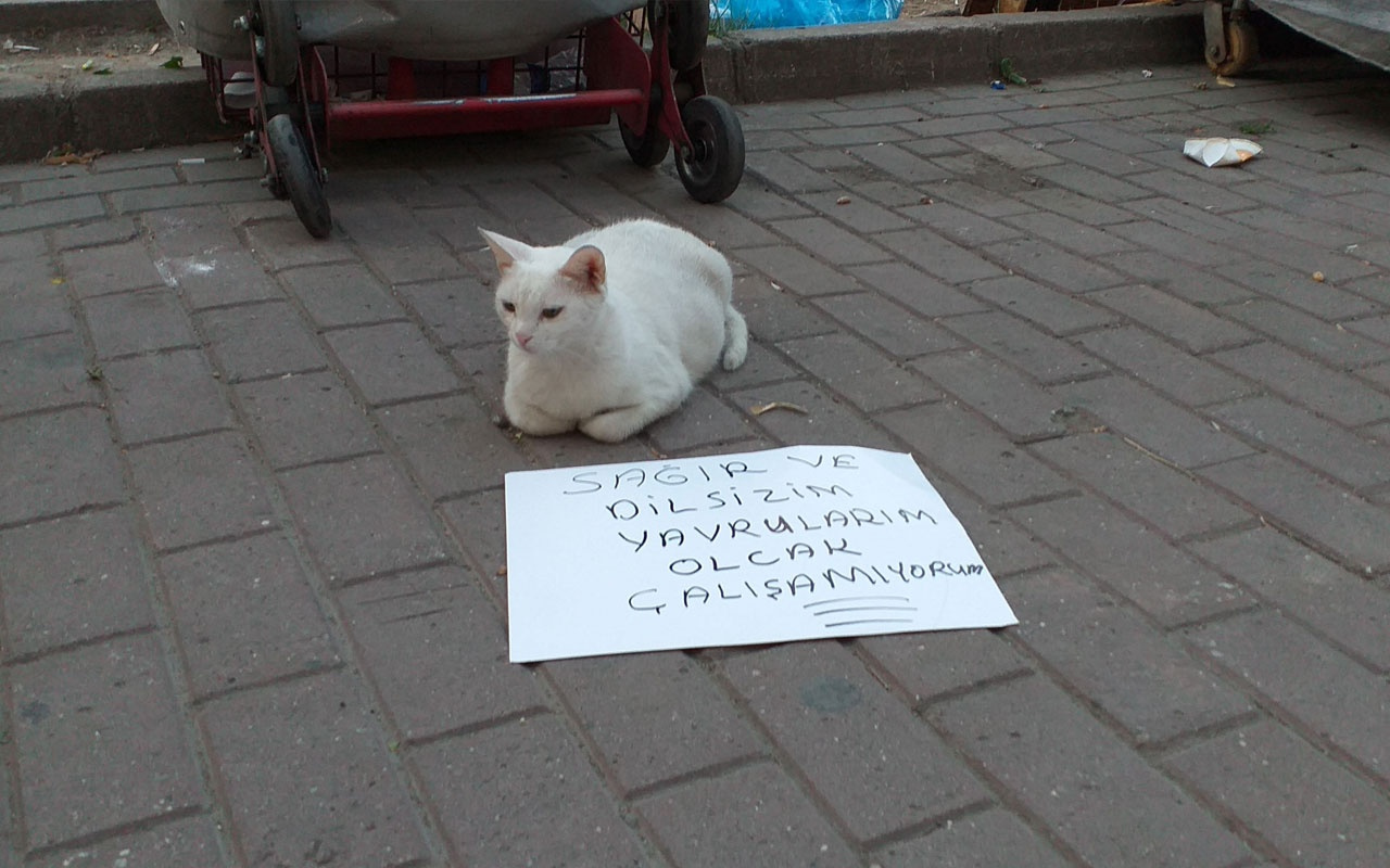 Bursa'da dilenci kedi görenleri şaşkına çevirdi