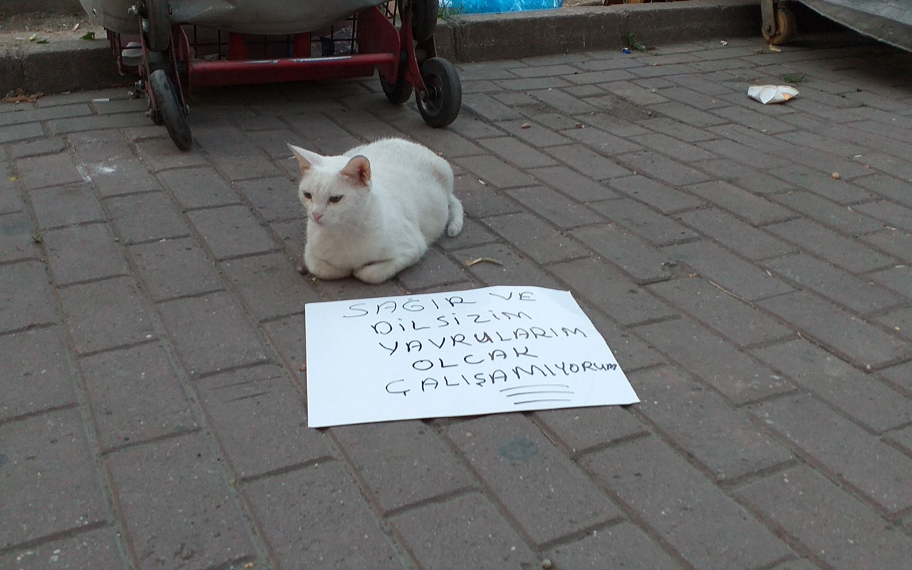 Bursa'da dilenci kedi görenleri şaşırttı