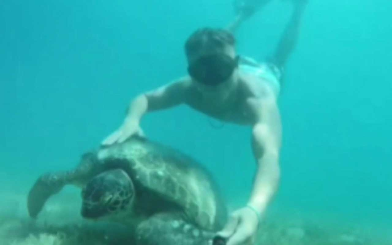 Antalya'da tatilcilere fok ve caretta caretta sürprizi