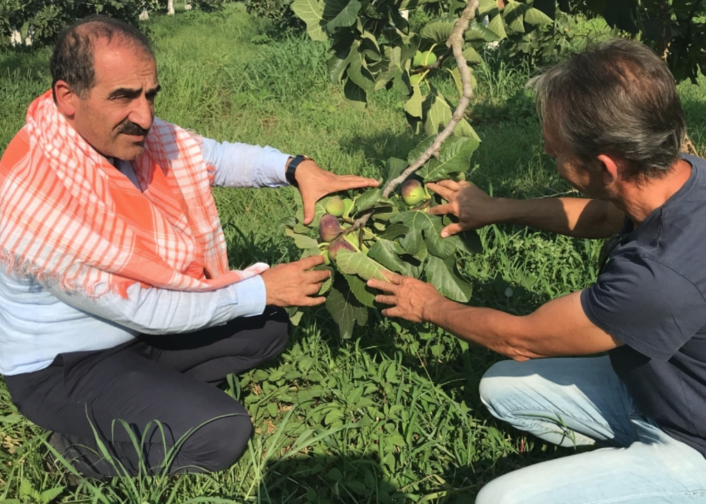 Aydın'dan tüm dünyaya ihraç ediliyor! İngiltere Kraliyet ailesinin gözdesi olmayı başardı