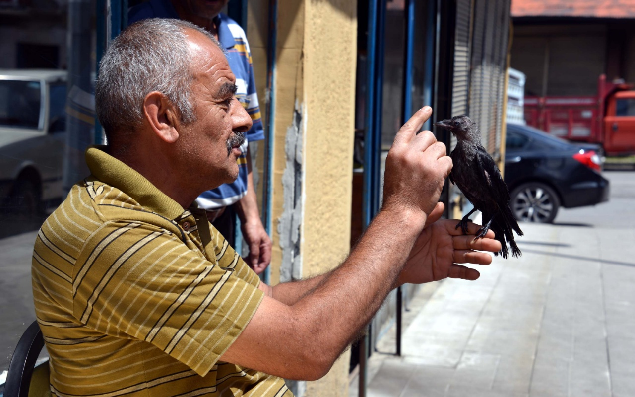 Erzurum'da kargayı kedinin elinden kurtardı! Şimdi yanından ayrılmıyor