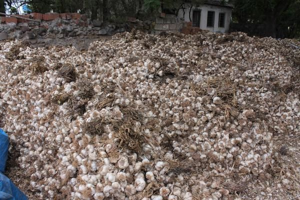 İngiltere'de öğrenim gördü mühendis oldu! Türkiye'de sarımsak ihraç ediyor