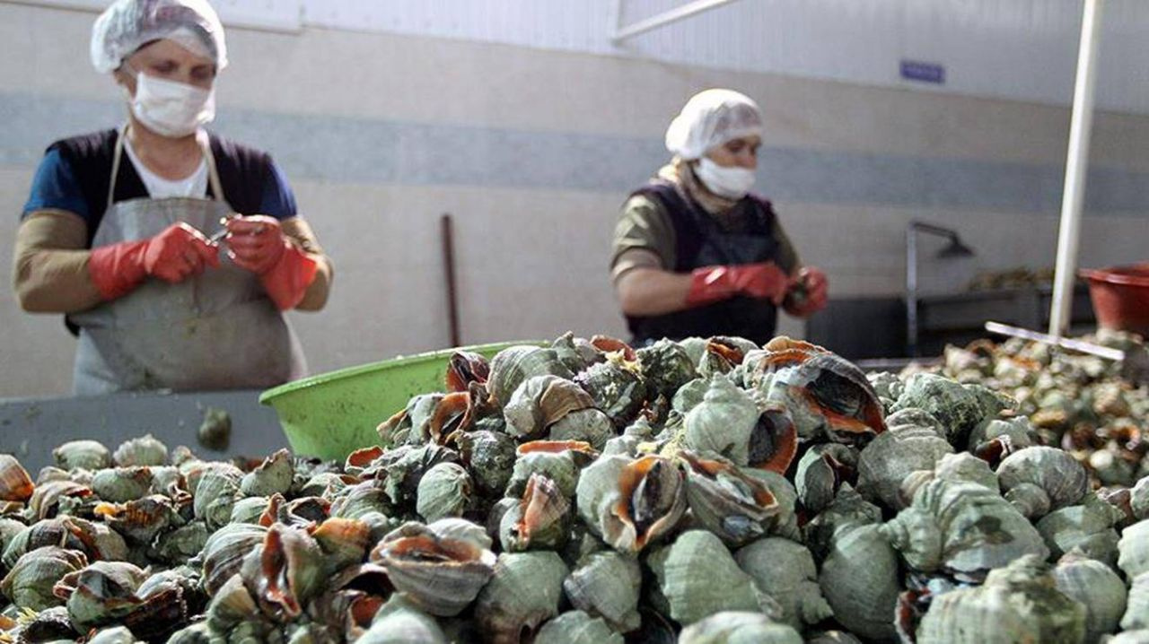 Deniz salyangozu Türkiye ekonomisine 15 milyon dolar kazandırıyor! Kansere iyi geliyor
