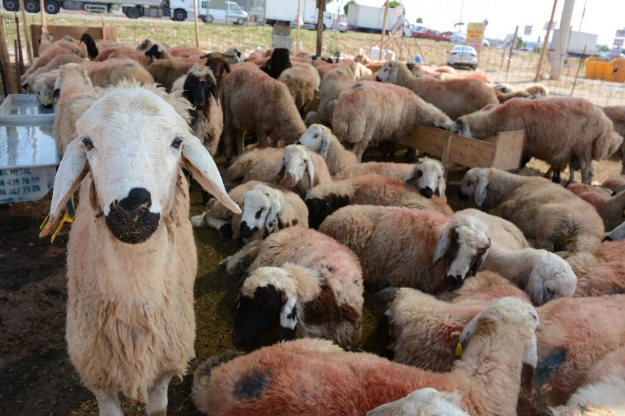 Kurban Bayramı yaklaşıyor! TESK'ten kör bıçak ve sahte kasap uyarısı