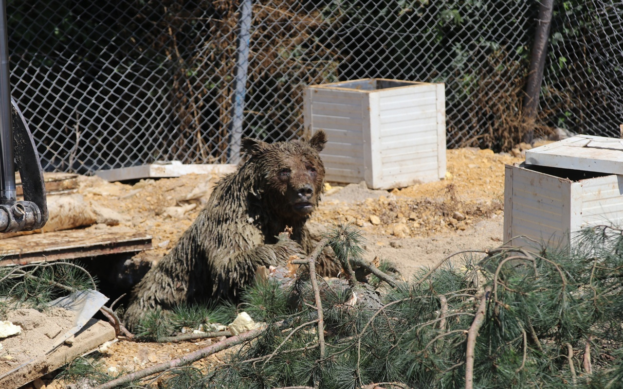 Tavuk üretim çiftliğinde foseptiğe düşen ayı kurtarıldı