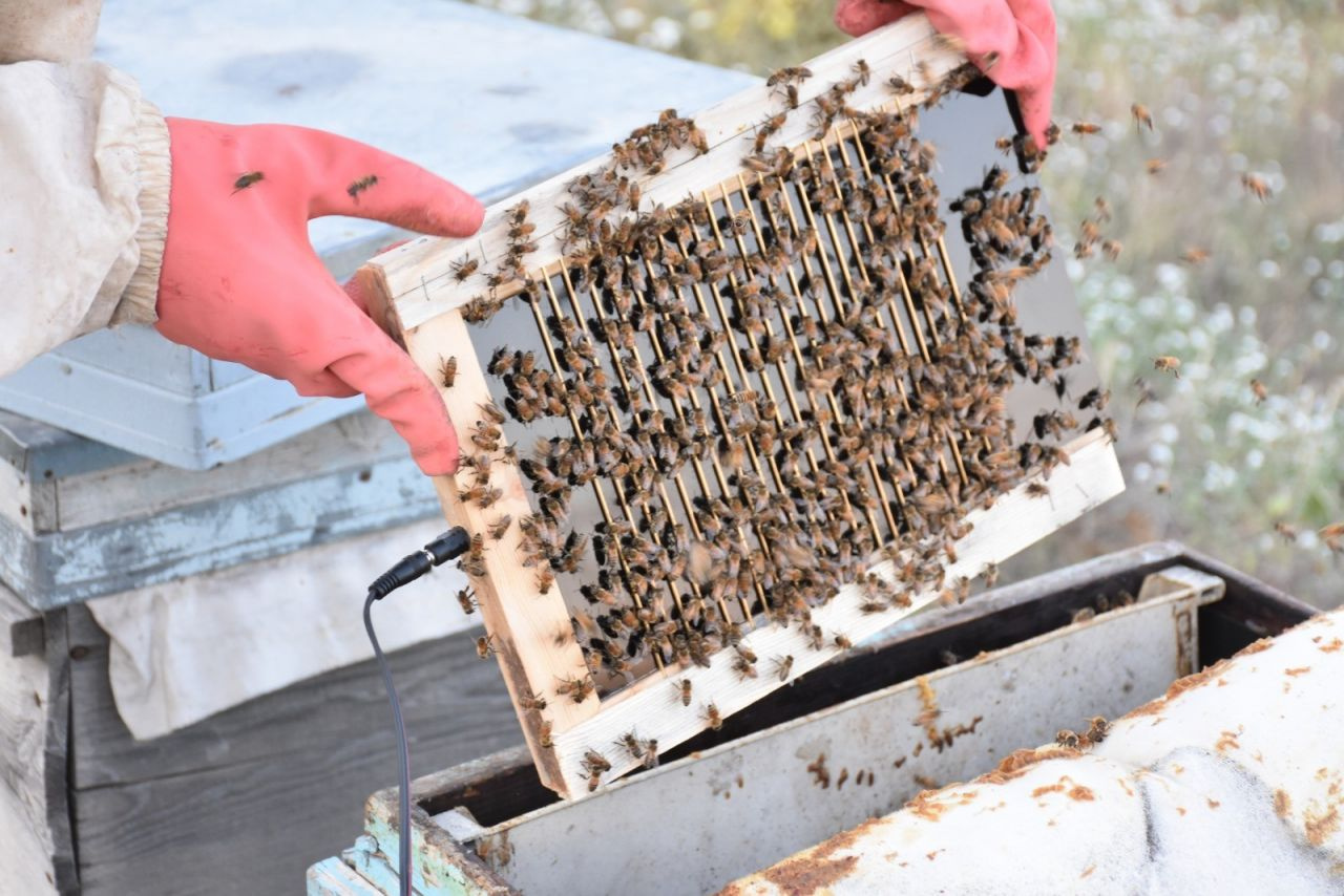 Kırıkkale'de arı zehri üretmeye başladı! Kilosu 500 bin liradan satılıyor