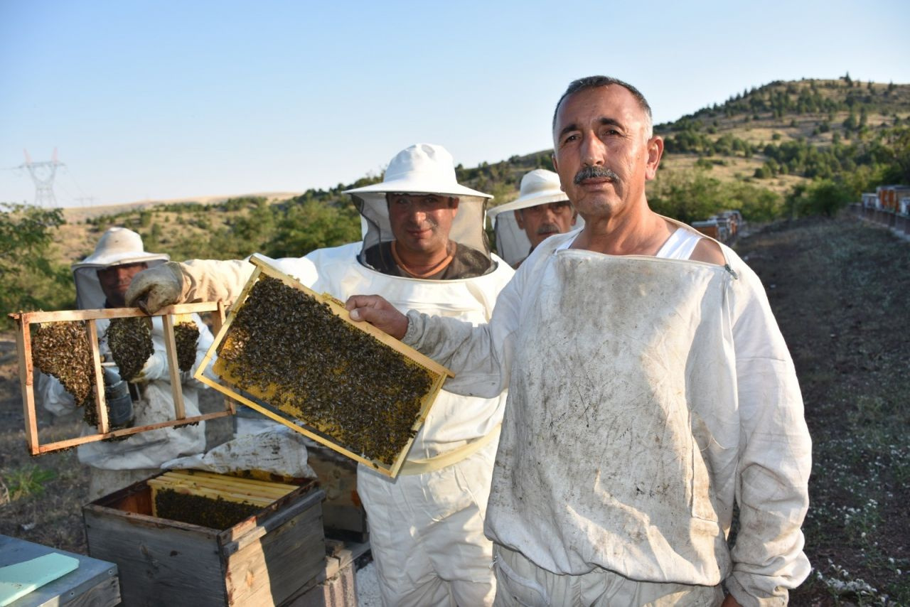 Kırıkkale'de arı zehri üretmeye başladı! Kilosu 500 bin liradan satılıyor