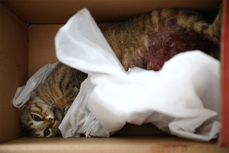 Adana'da hamile kediyi Pitbull'a parçalattılar twitter ayağa kalktı