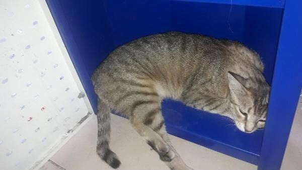 Adana'da hamile kediyi Pitbull'a parçalatan çocuklardan şok sözler