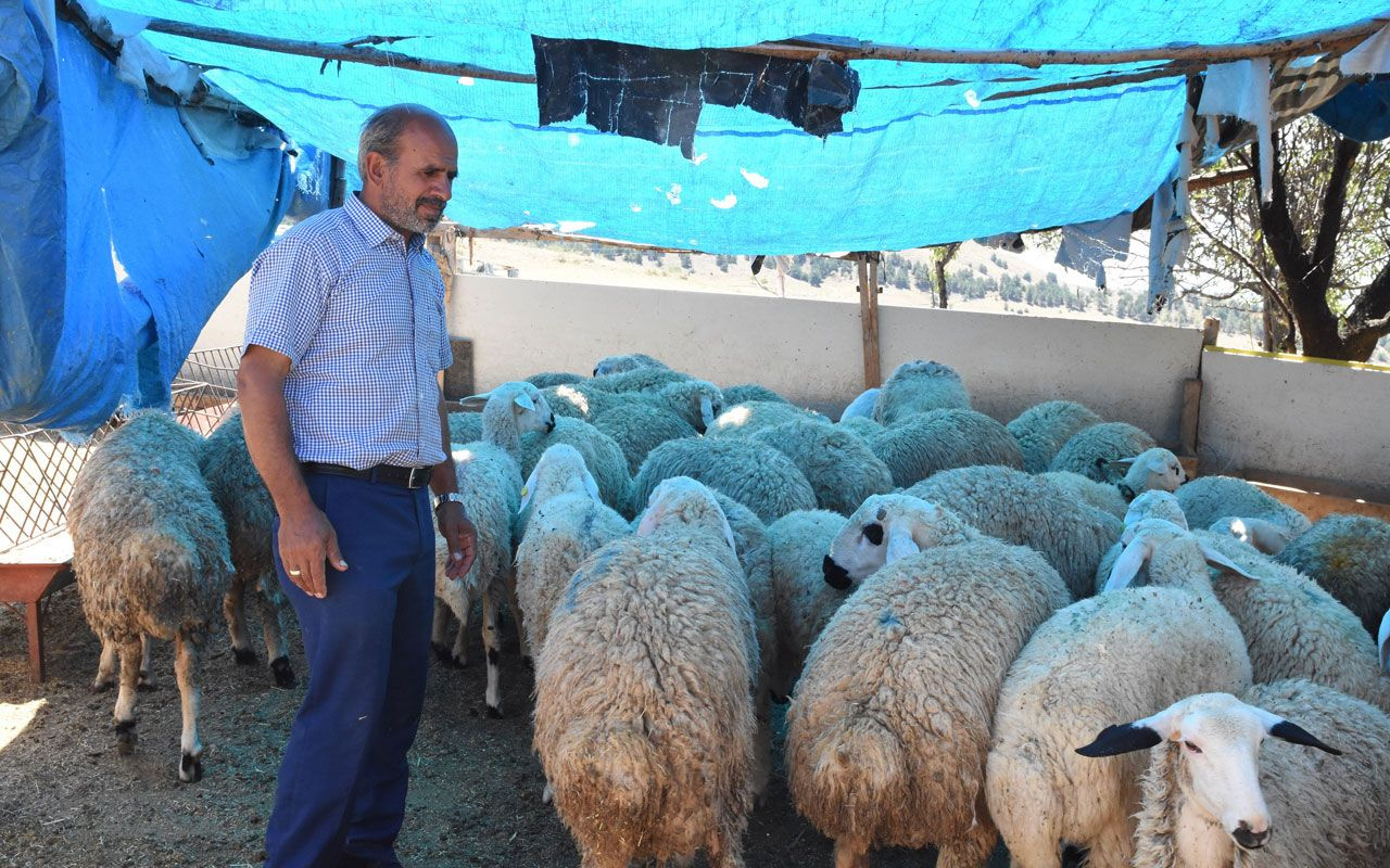 40 koyunu çalınınca dünyası başına yıkıldı hırsızlara seslendi