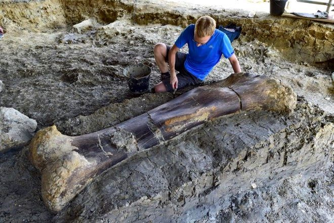 500 kiloluk uyluk kemiği görenleri hayrete düşürdü! İşte 140 milyon yıllık keşif