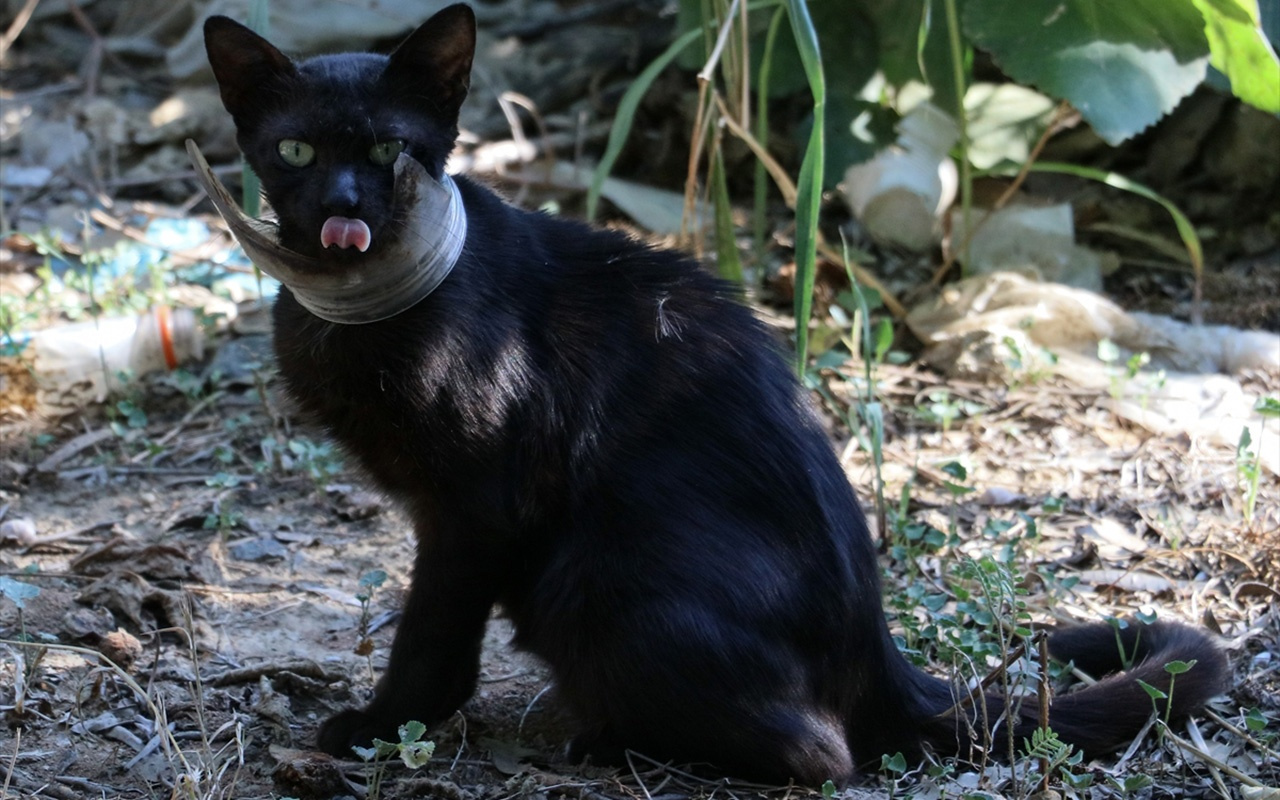 Hatay'da mangallı kedi kurtarma operasyonu