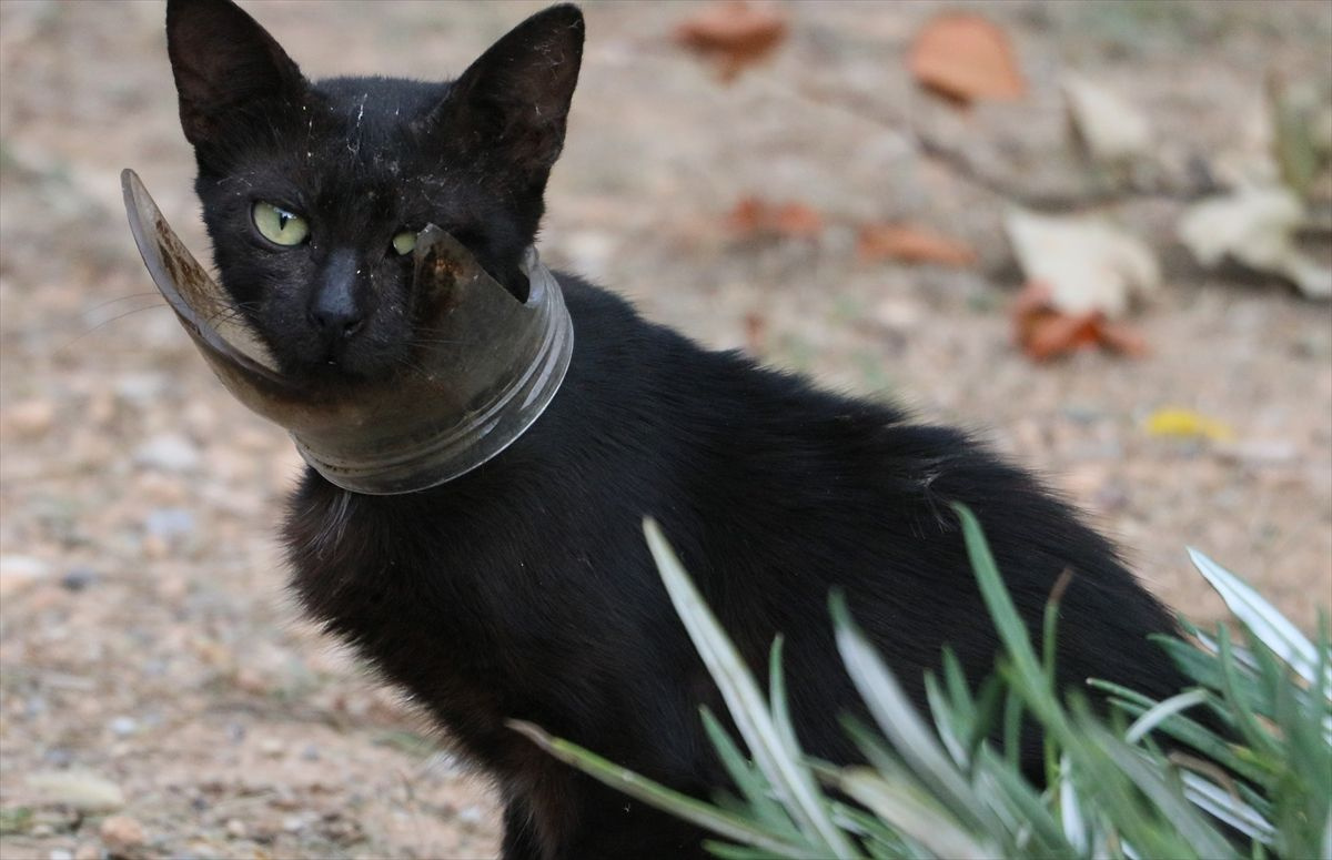 Hatay'da mangallı kedi kurtarma operasyonu