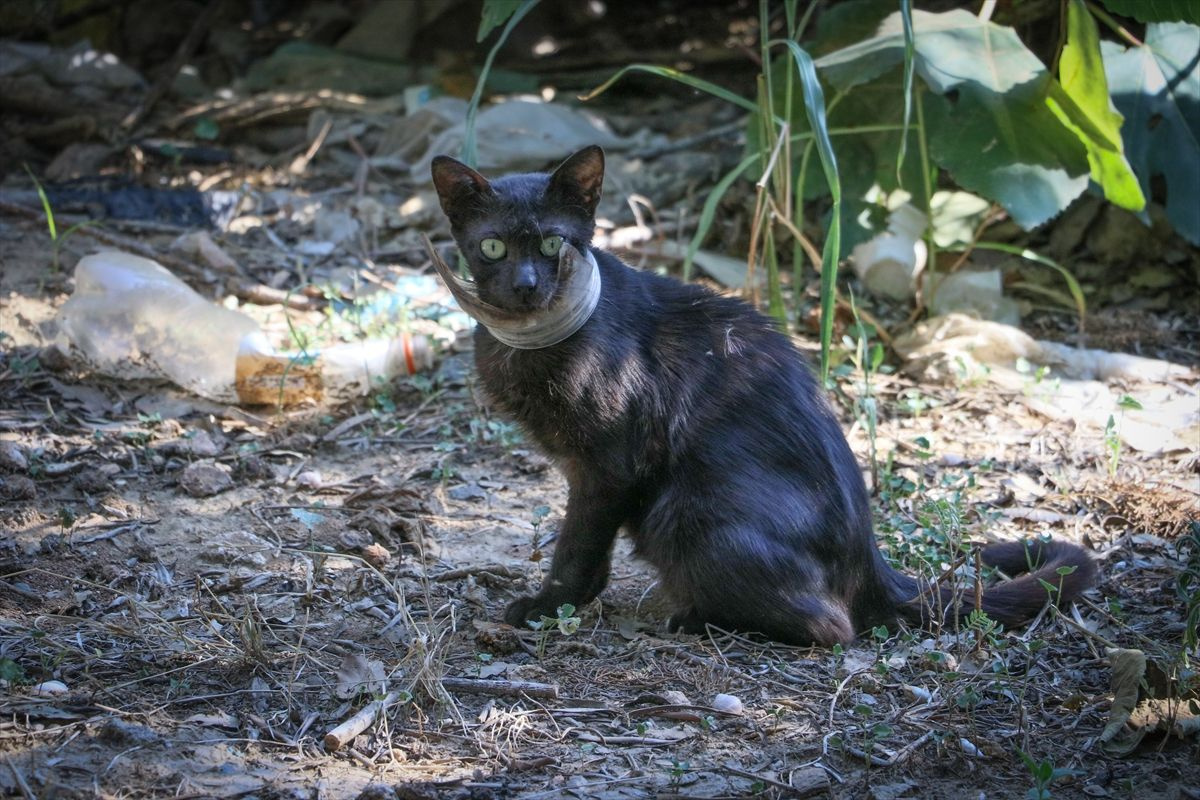 Hatay'da mangallı kedi kurtarma operasyonu