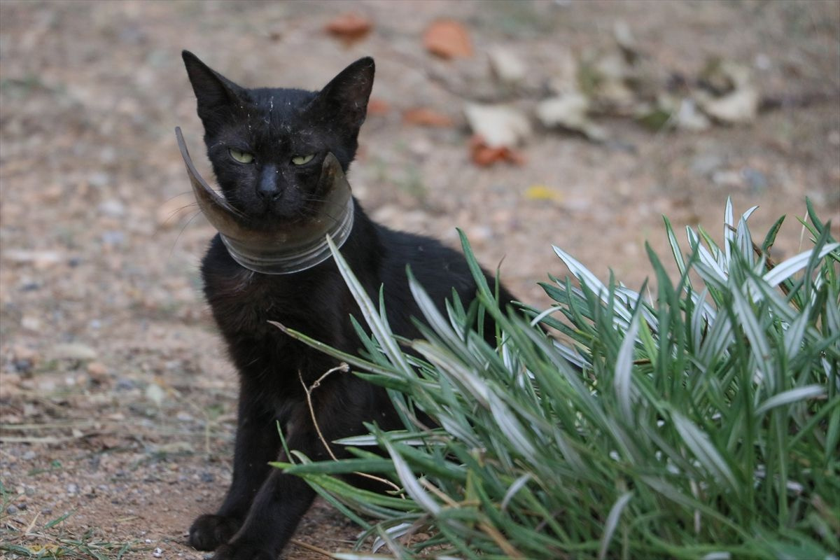 Hatay'da mangallı kedi kurtarma operasyonu