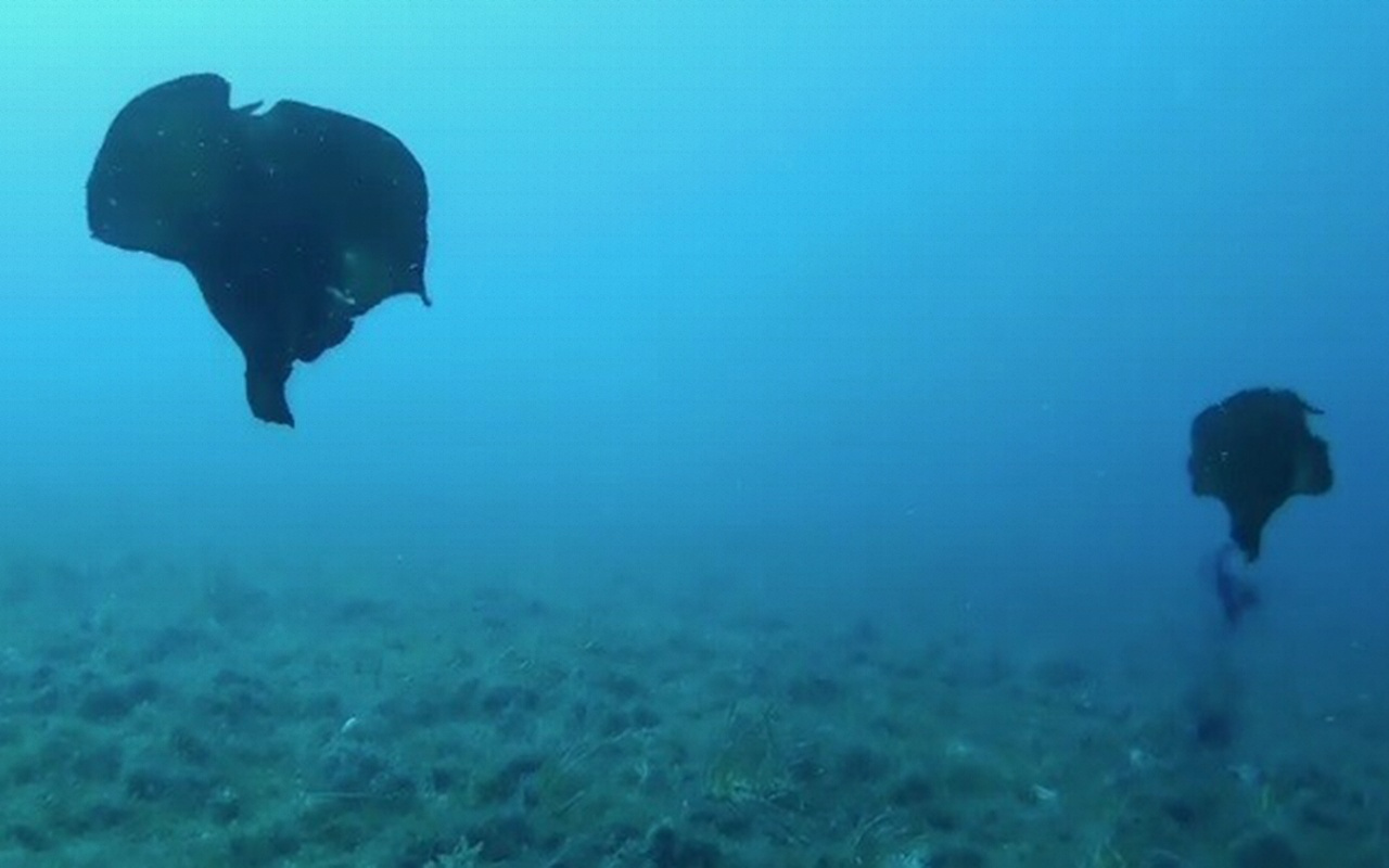 Çanakkale'de deniz tavşanı görüntülendi mor sıvı salgılıyorlar