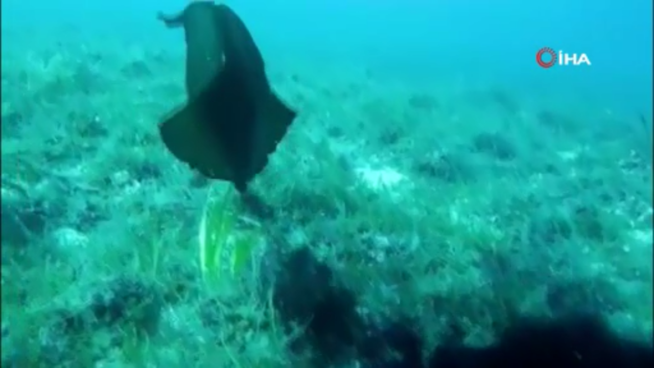 Çanakkale'de deniz tavşanı görüntülendi mor sıvı salgılıyorlar