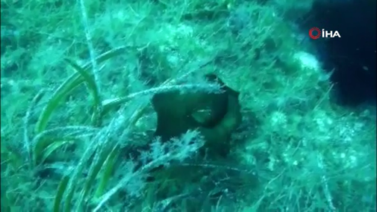 Çanakkale'de deniz tavşanı görüntülendi mor sıvı salgılıyorlar