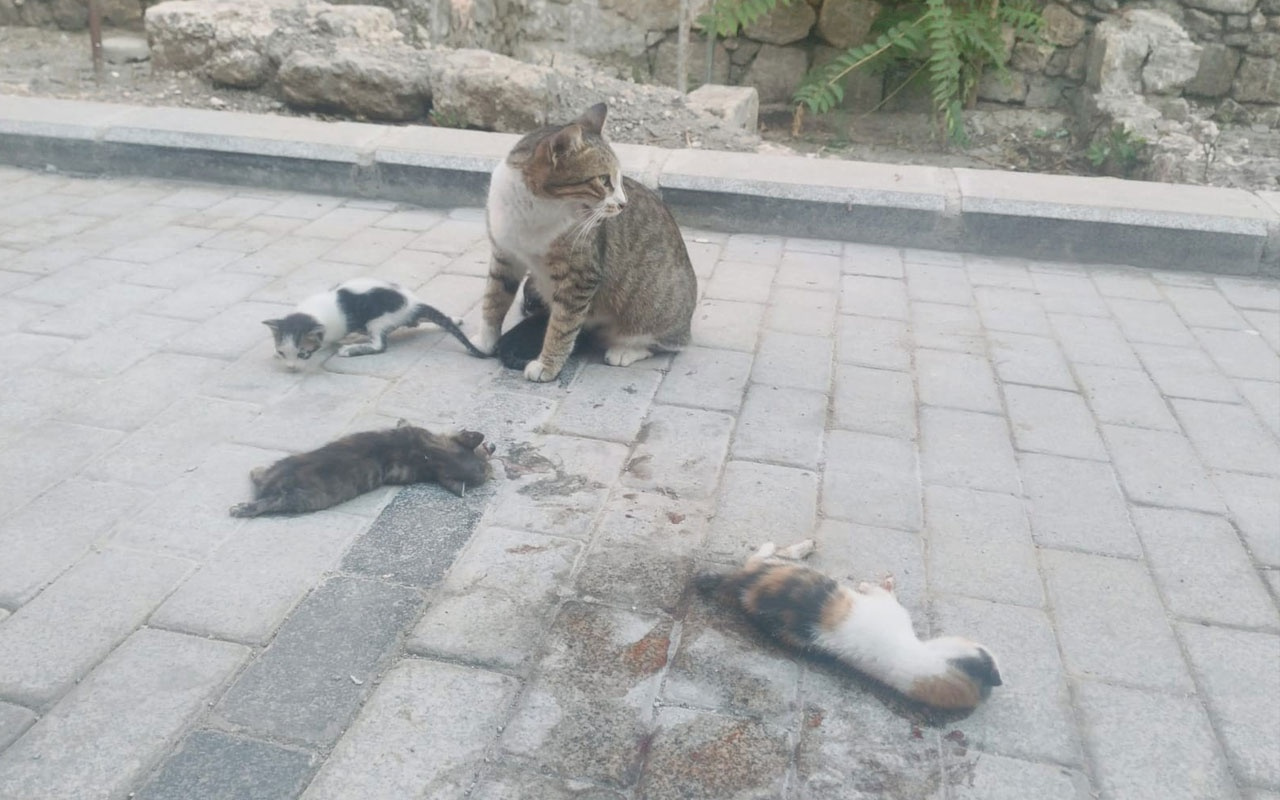 Anne kedi ölen yavrularının başından ayrılmadı