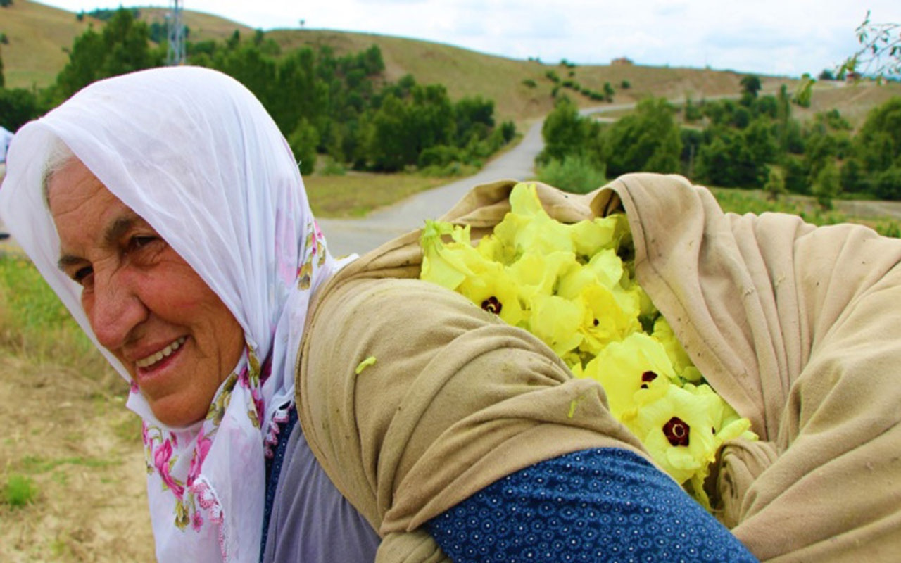 Amasya’nın tescilli 'çeyrek altın’ı: Çiçek Bamyası