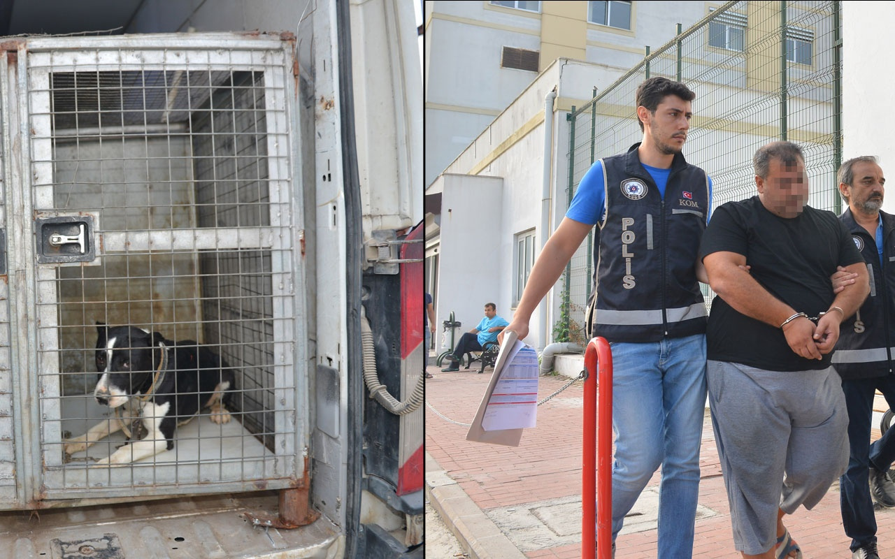 Adana'da çete liderinin pitbull köpeklerle koruduğu villaya polis baskını