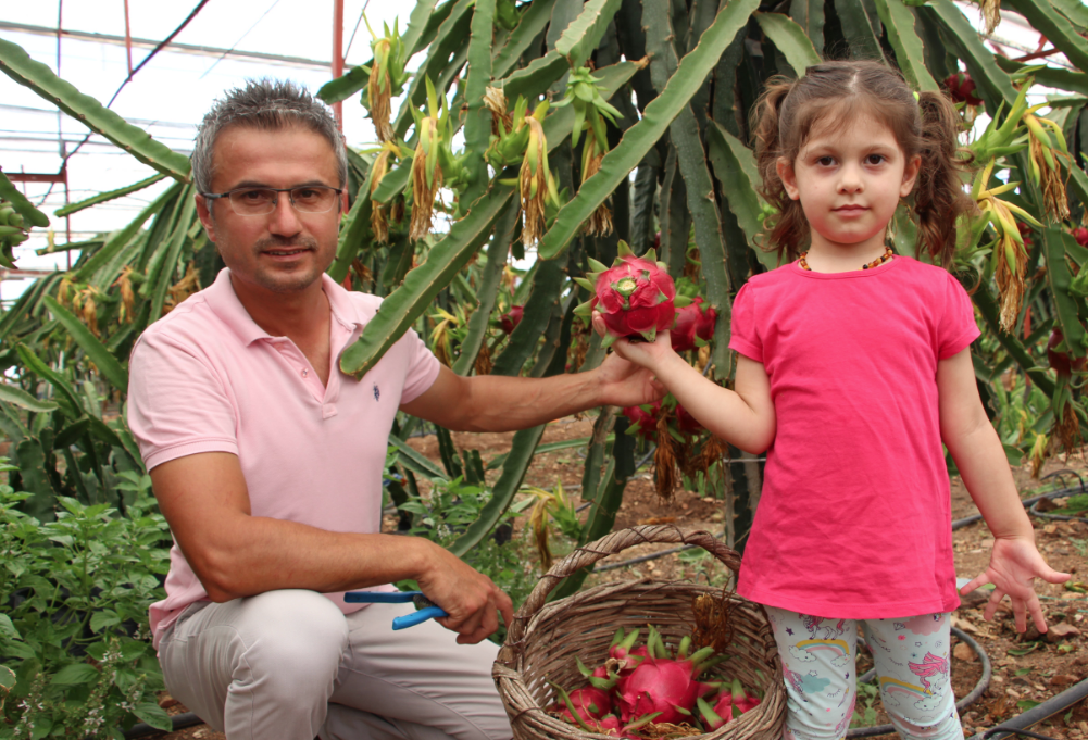 Antalya'da denemek için tarlasına ekti! Tanesini 15 liradan satıyor