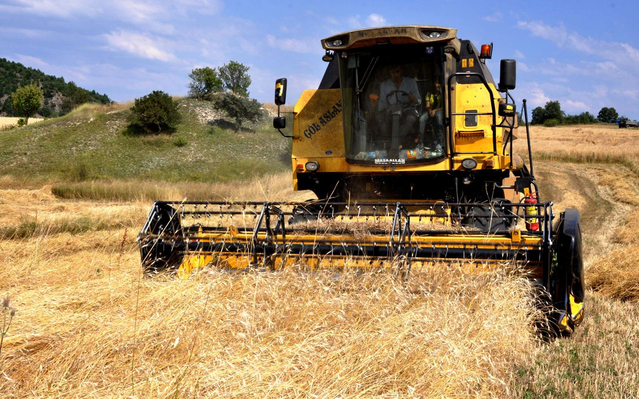 Kastamonu'da genetiği bozulmayan tek buğday türü siyezin hasadı başladı