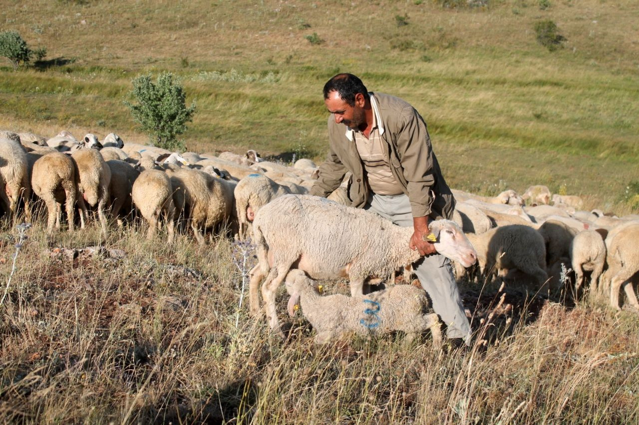 Bayburt'ta 265 koyun dere yatağında sıkıştı güzelim hayvanların hepsi telef oldu