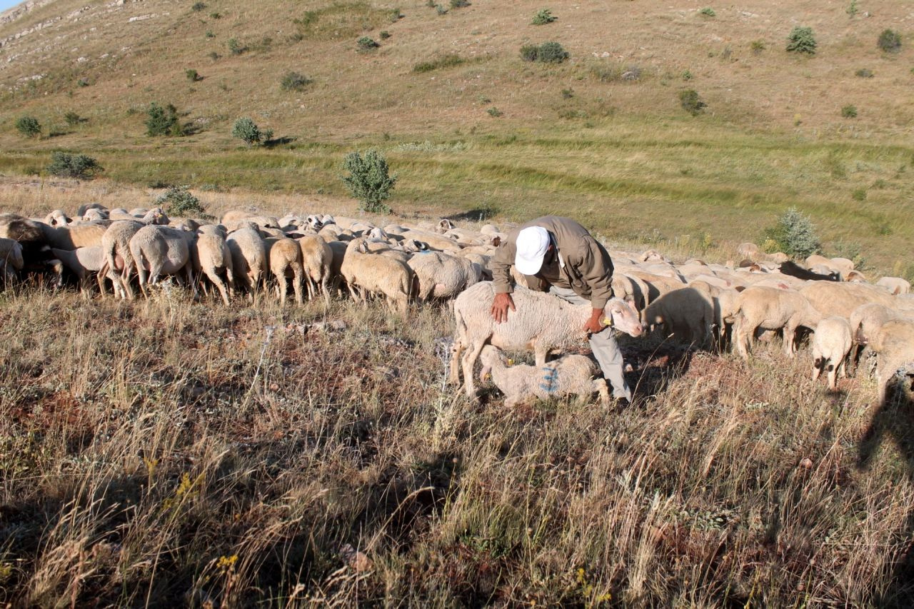 Bayburt'ta 265 koyun dere yatağında sıkıştı güzelim hayvanların hepsi telef oldu