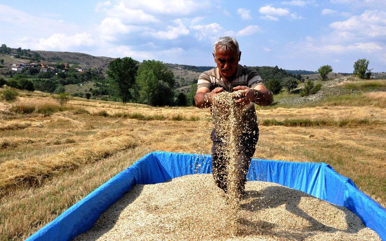 Kastamonu'da genetiği bozulmayan tek buğday türü siyezin hasadı başladı