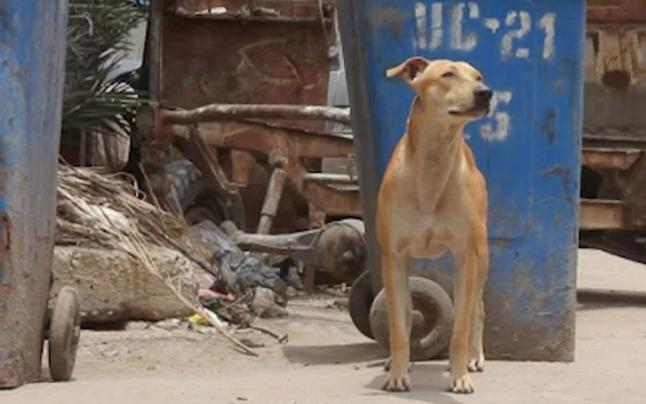 Karaçi’de bir günde 59 köpek saldırısı