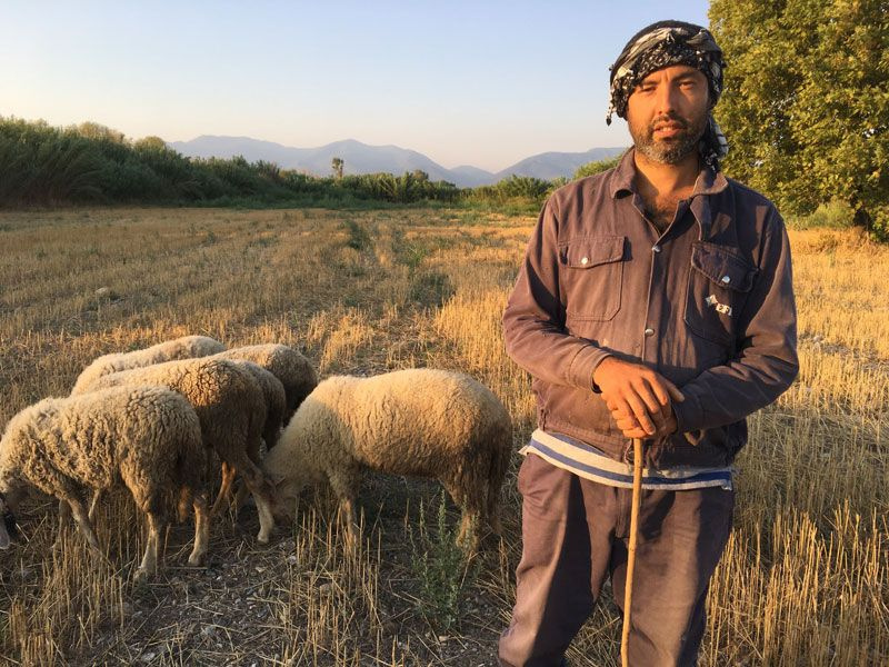 31 Mart seçimlerinde adaydı siyaseti bıraktı şimdi çobanlık yapıyor