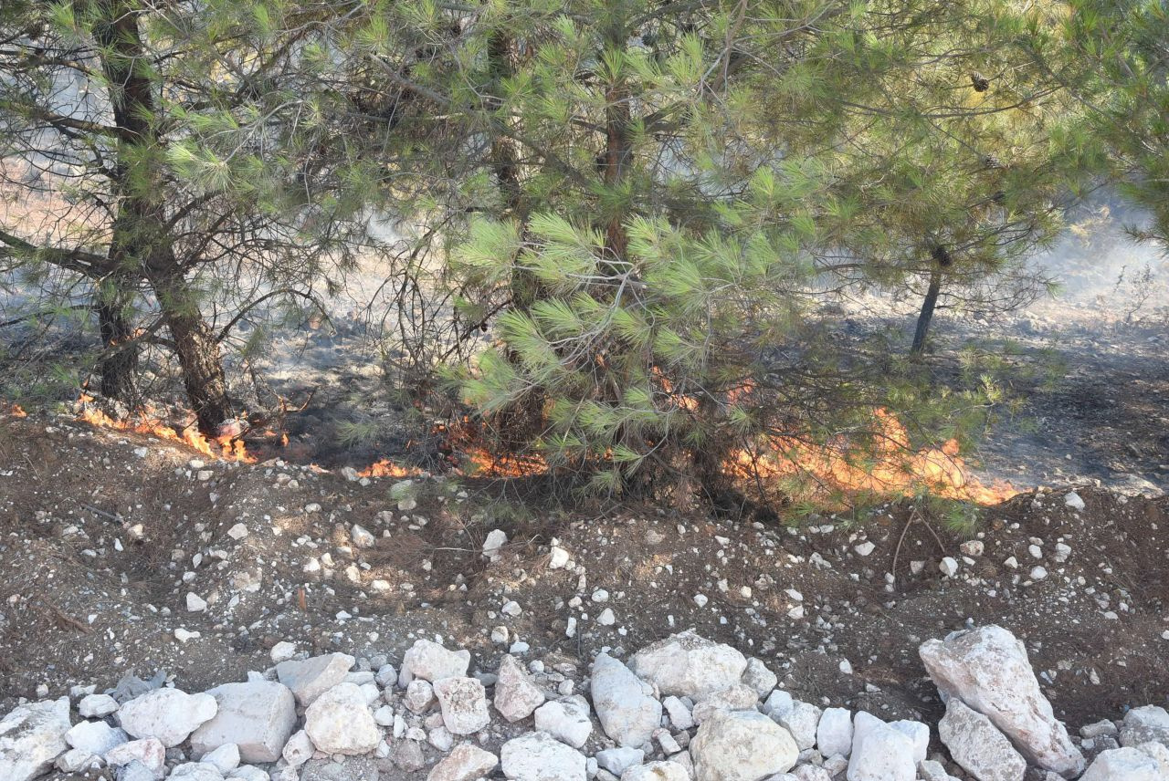 İzmir Buca'da yanan samanların alevi ormana sıçradı