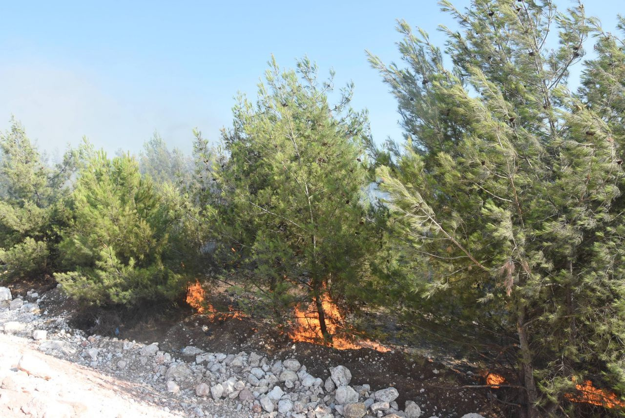İzmir Buca'da yanan samanların alevi ormana sıçradı