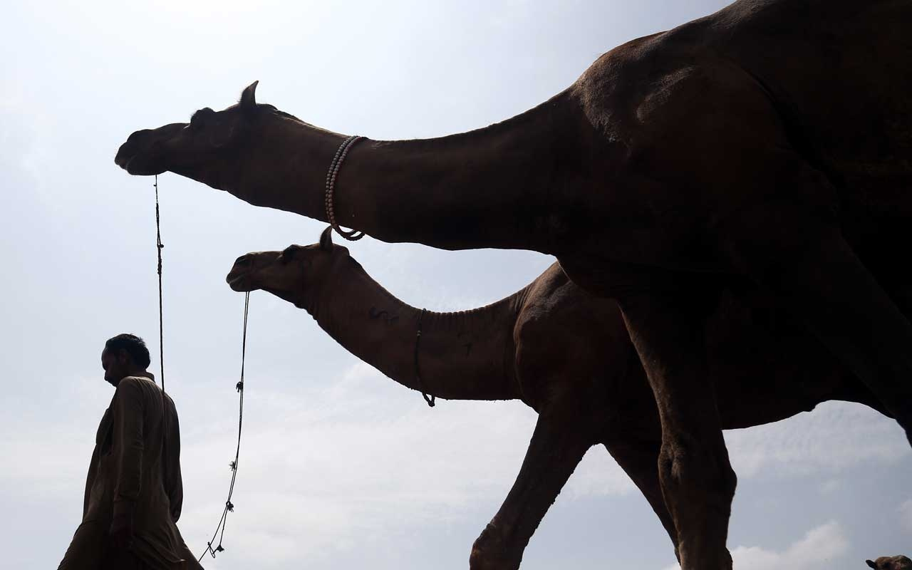 Pakistan’da develer kurban için görücüye çıktı