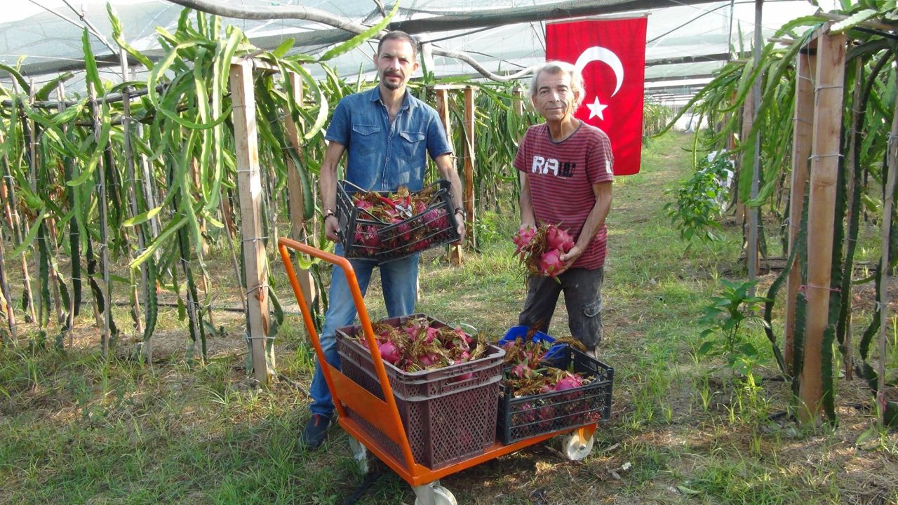 Televizyondan görüp ejder meyvesi üretmeye başladılar! Şimdi paraya para demiyorlar