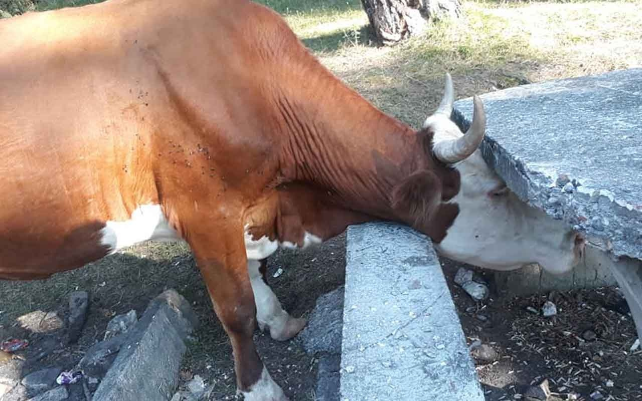 Kafası beton piknik masasına sıkışan ineği bakın nasıl kurtardılar