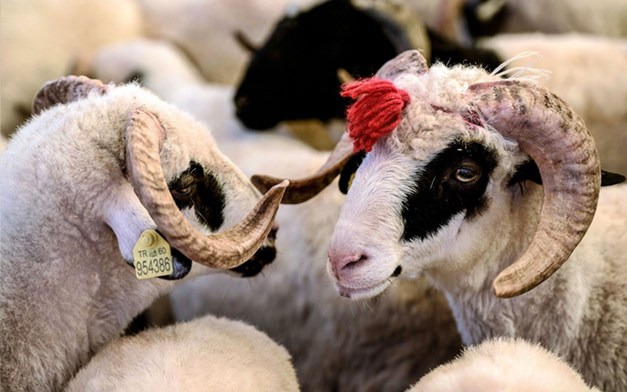 Migros kurbanlık fiyatları 2021 küçükbaş koç/koyun kaç para?