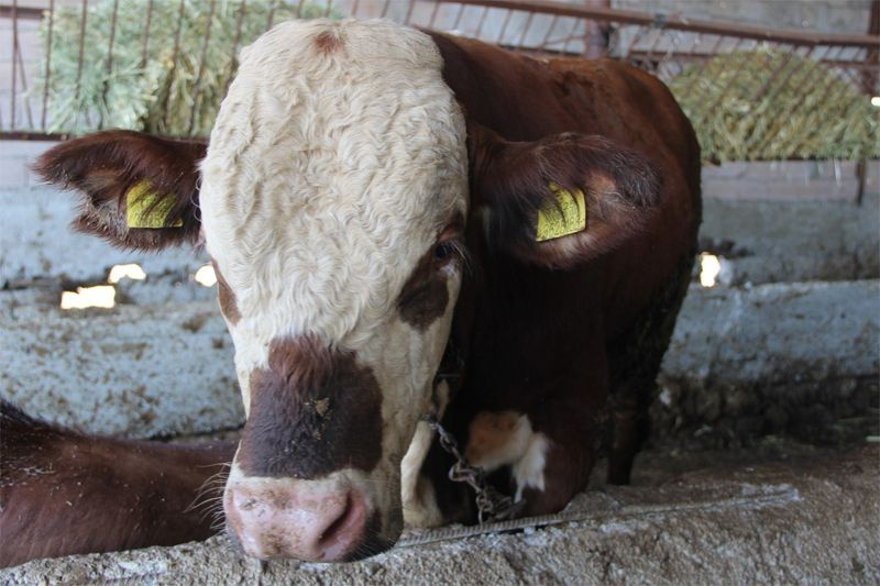 Kurbanlık seçerken burnuna bakın! Koyun ve keçinin bel bölgesini sıkın - Sayfa 9
