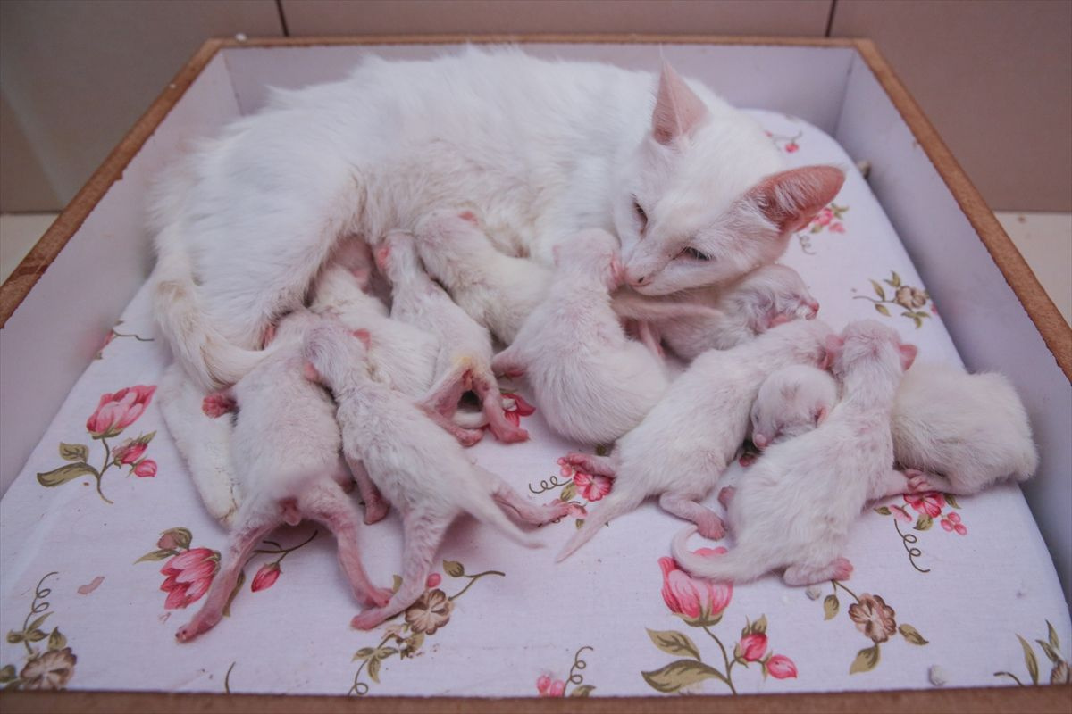 К чему снятся рождающиеся котята. Новорожденные котята. Котята только что родились с кошкой.