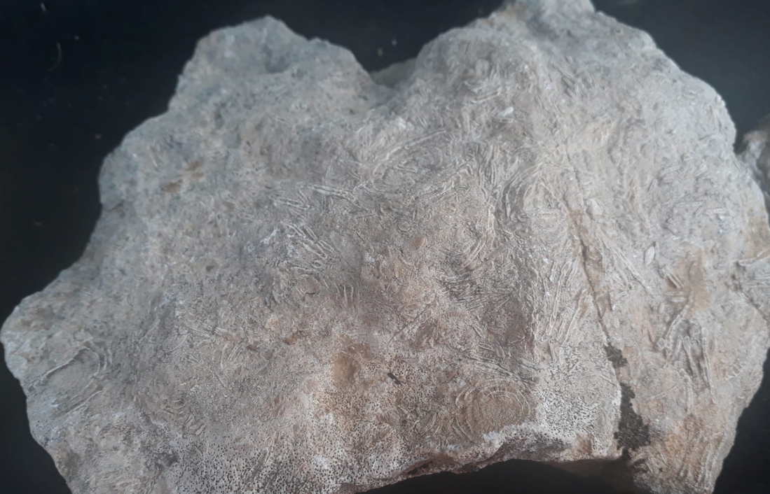 Gabar Dağı'nda bulunanlar 45 milyon yıllık çıktı Şırnak tarihini değiştirecek keşif